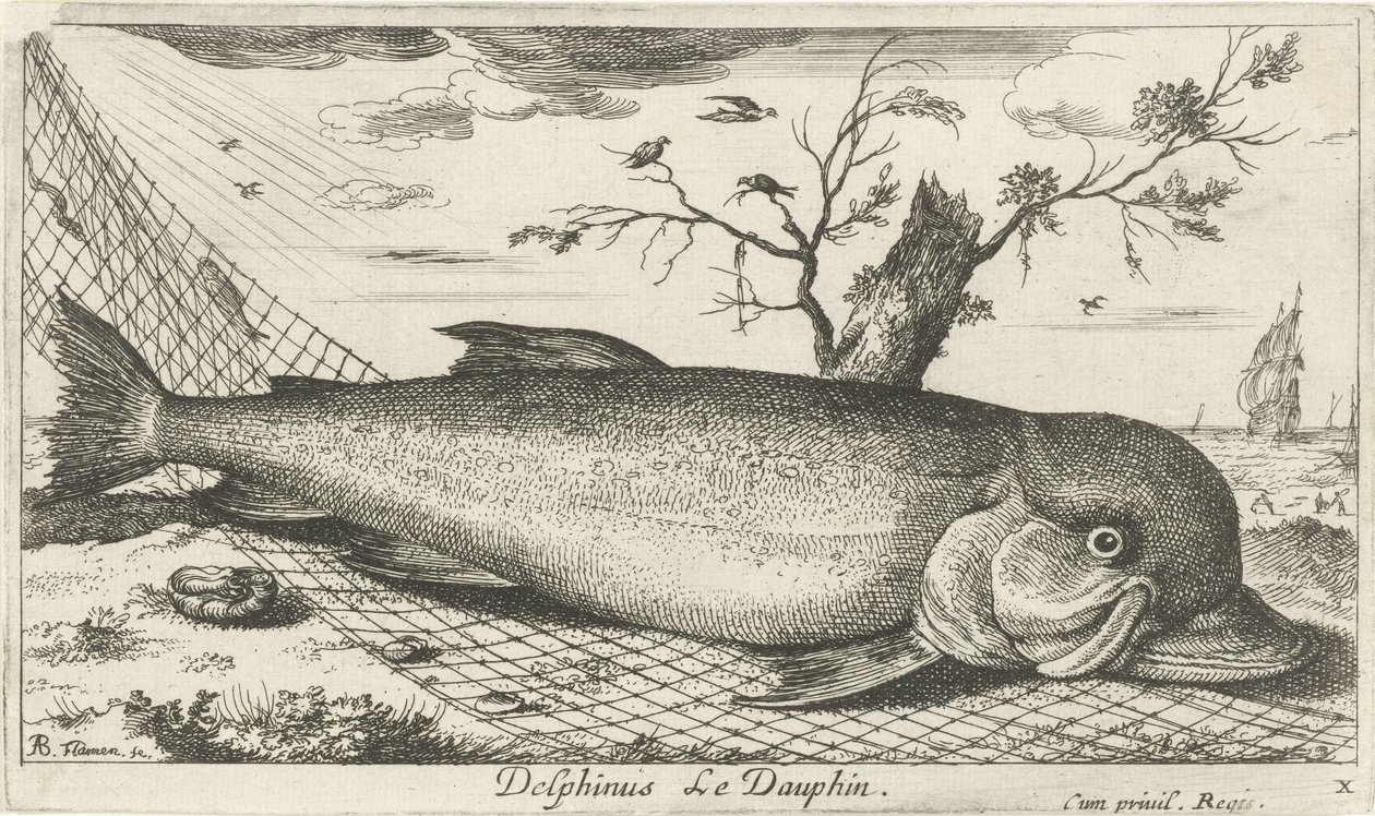 Delfin i et fiskegarn Delphinus Le Dauphin. (tittel på objekt) Fisk og andre sjødyr - saltvann tredje serie (serietittel) Poissons de mer (serietittel) av Albert Flamen