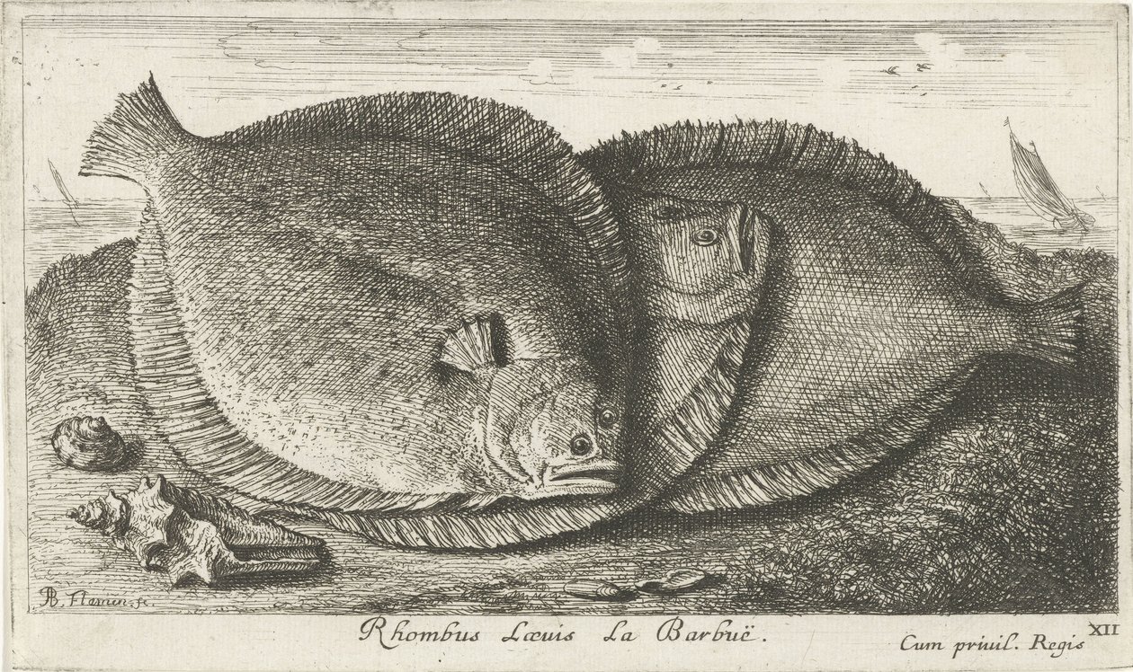 Tre unger på stranden Rhombus Laeuis La Barbuë (tittel på objekt) Fisk og andre sjødyr - saltvann tredje serie (serietittel) Poissons de mer (serietittel) av Albert Flamen