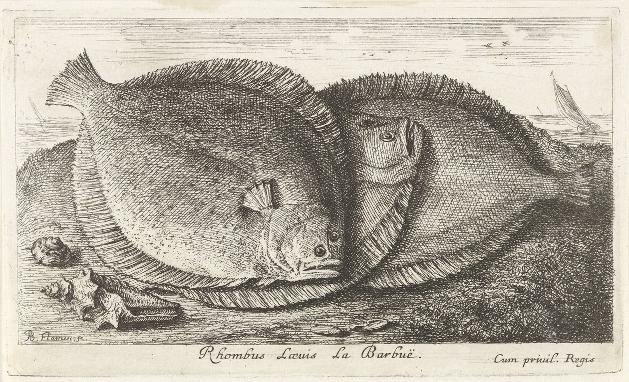 Tre unger på stranden Rhombus Laeuis La Barbuë (tittel på objekt) Fisk og andre sjødyr - saltvann tredje serie (serietittel) Poissons de mer (serietittel) av Albert Flamen