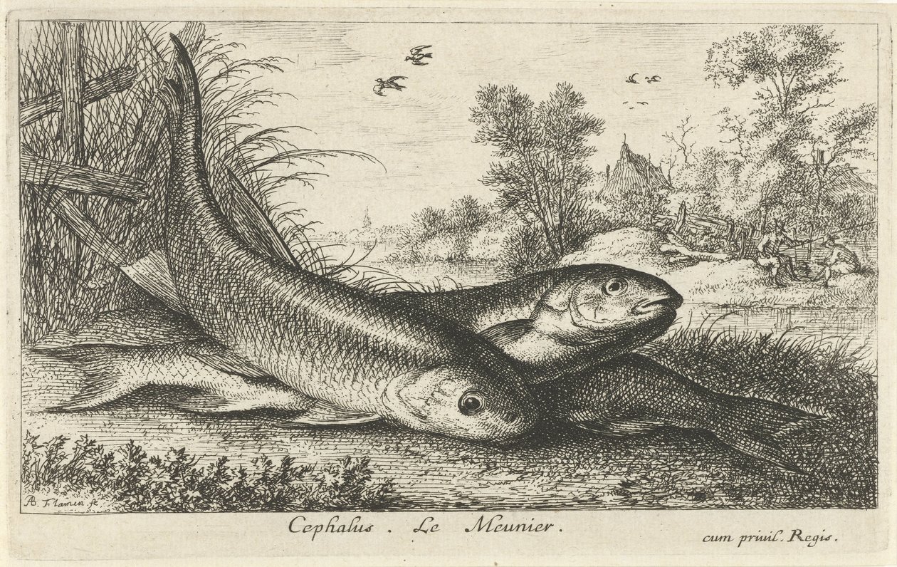 Tre chubs på en elvebredd cephalus. Le Meunier. (tittel på objekt) Fisk og andre sjødyr - ferskvanns første serie (serietittel) Diverse Especes de Poissons d