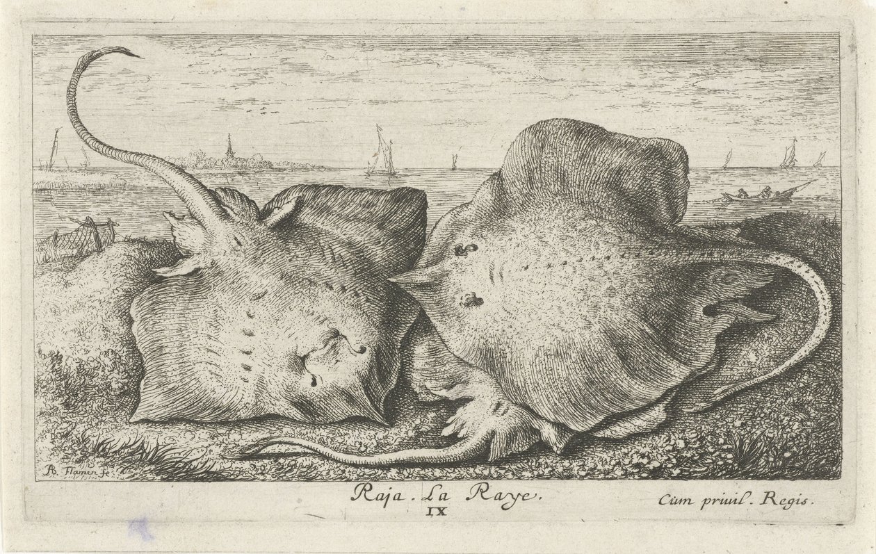 Tre stråler på stranden raja. La Raye. (tittel på objekt) Fisk og andre sjødyr - saltvanns andre serie (serietittel) Poissons de mer (serietittel) av Albert Flamen