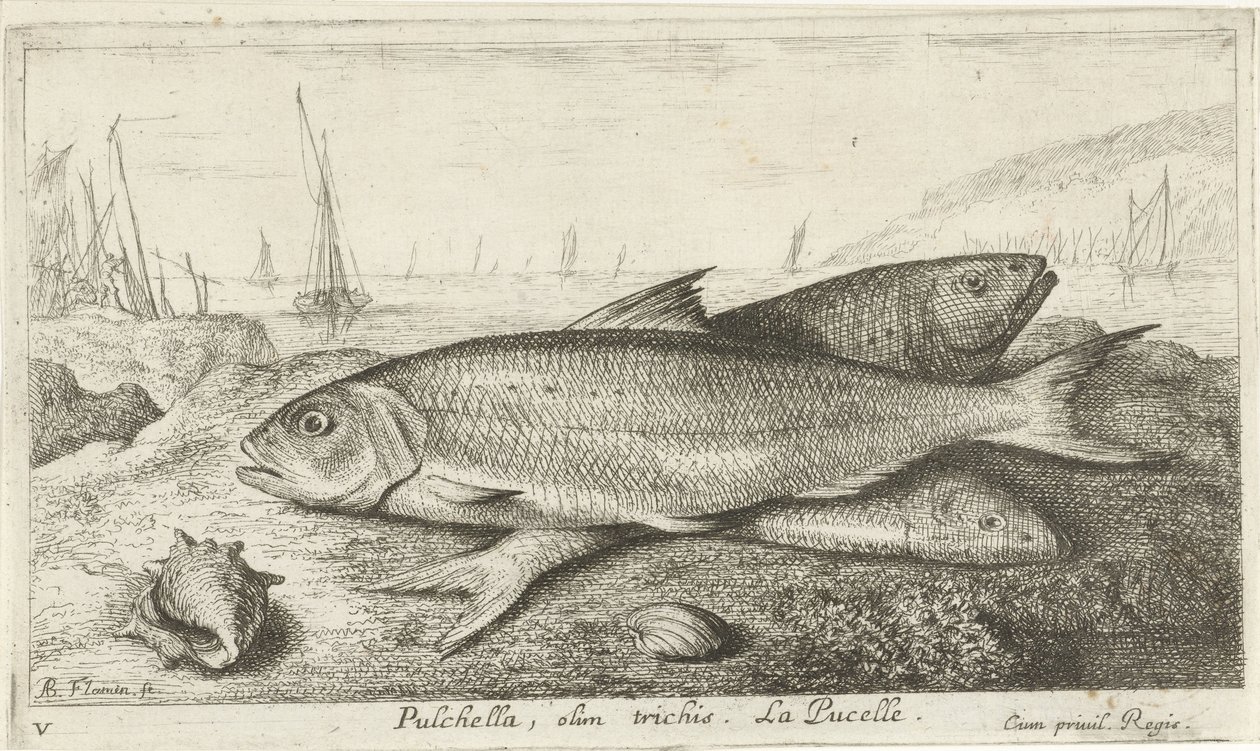 Tre fisker på stranden Pulchella, olim trichis. La Pucelle. (tittel på objekt) Fisk og andre sjødyr - saltvanns første serie (serietittel) Diverse Especes de Poissons de mer (serietittel) av Albert Flamen
