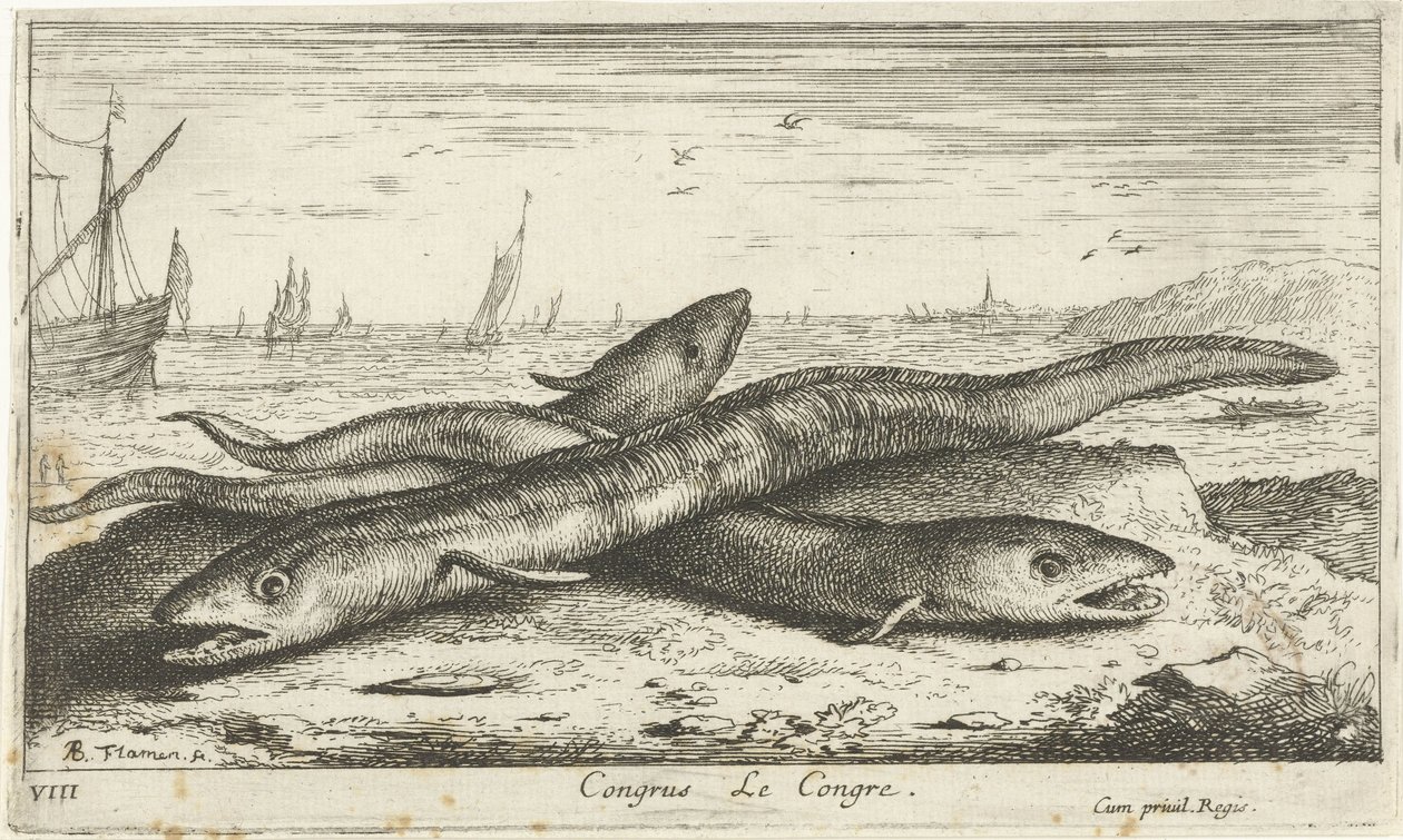 Tre konger ål på stranden Congrus Le Congre. (tittel på objekt) Fisk og andre sjødyr - saltvann første serie (serietittel) Diverses Especes de Poissons de mer (serietittel) av Albert Flamen