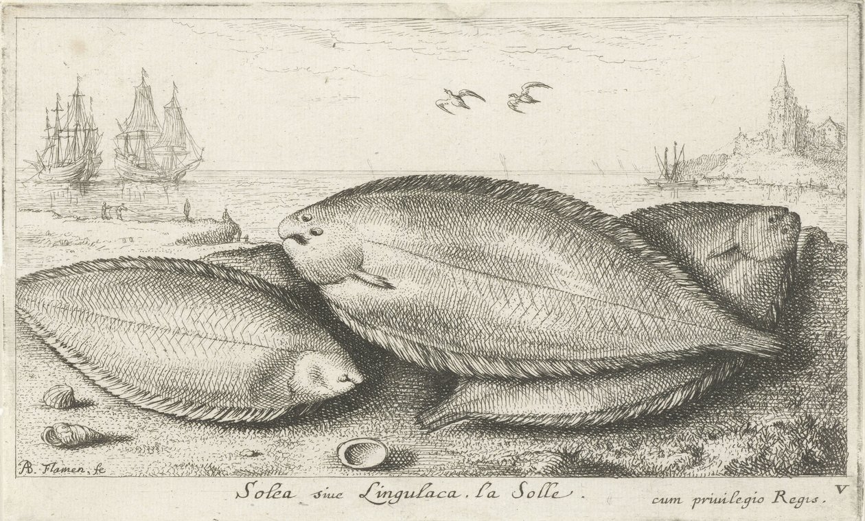 Tre såler på stranden Solea siue Lingulaca. La Solle. (tittel på objekt) Fisk og andre sjødyr - saltvann tredje serie (serietittel) Poissons de mer (serietittel) av Albert Flamen