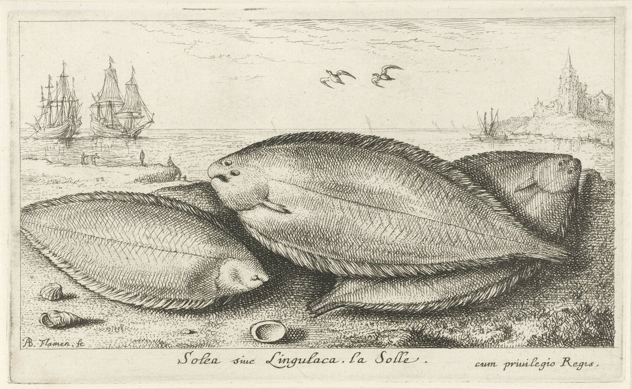 Tre såler på stranden Solea siue Lingulaca. La Solle. (tittel på objekt) Fisk og andre sjødyr - saltvann tredje serie (serietittel) Poissons de mer (serietittel) av Albert Flamen