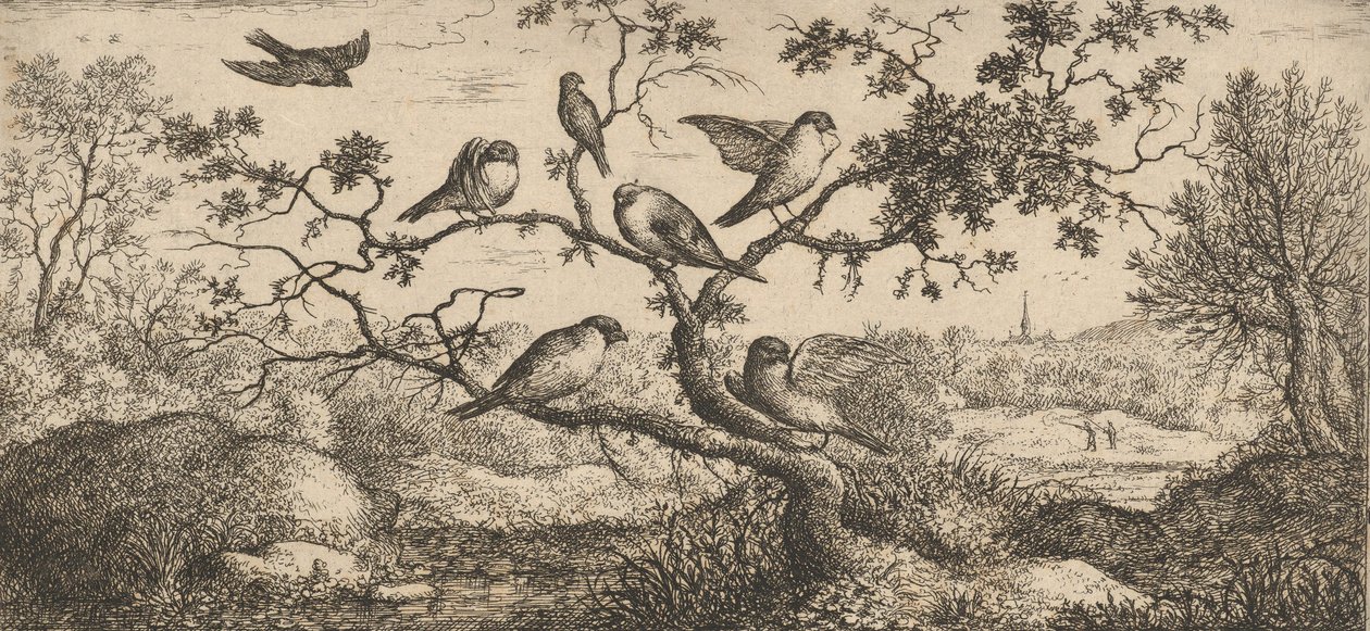 Ficedula, Piuoyne The Bullfinch: Livre d