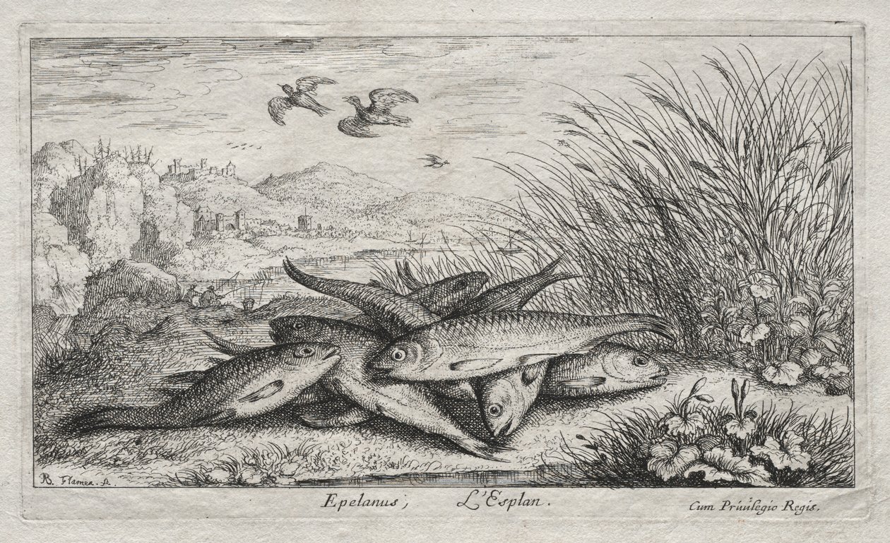 Ferskvannsfisk, del II: Epelanus, L