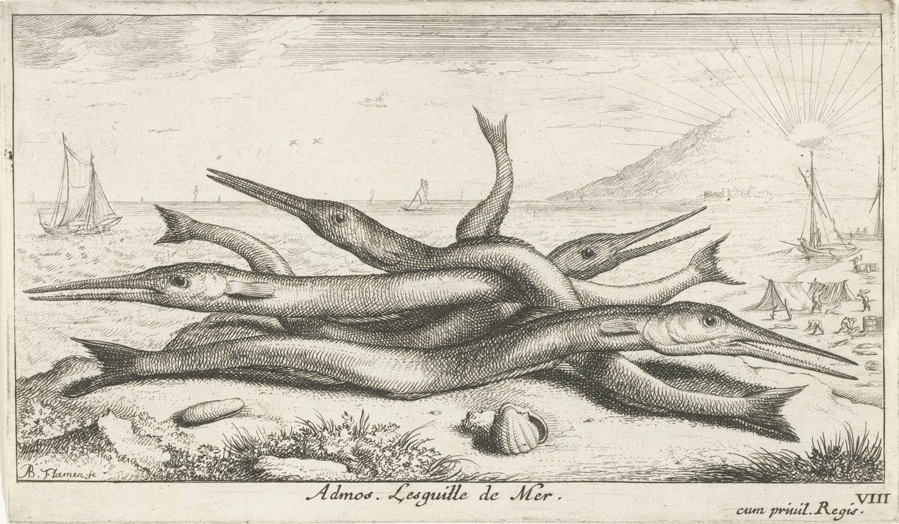 Festet på stranden Admos. Lesguille de Mer. (tittel på objekt) Fisk og andre sjødyr - saltvann tredje serie (serietittel) Poissons de mer (serietittel) av Albert Flamen