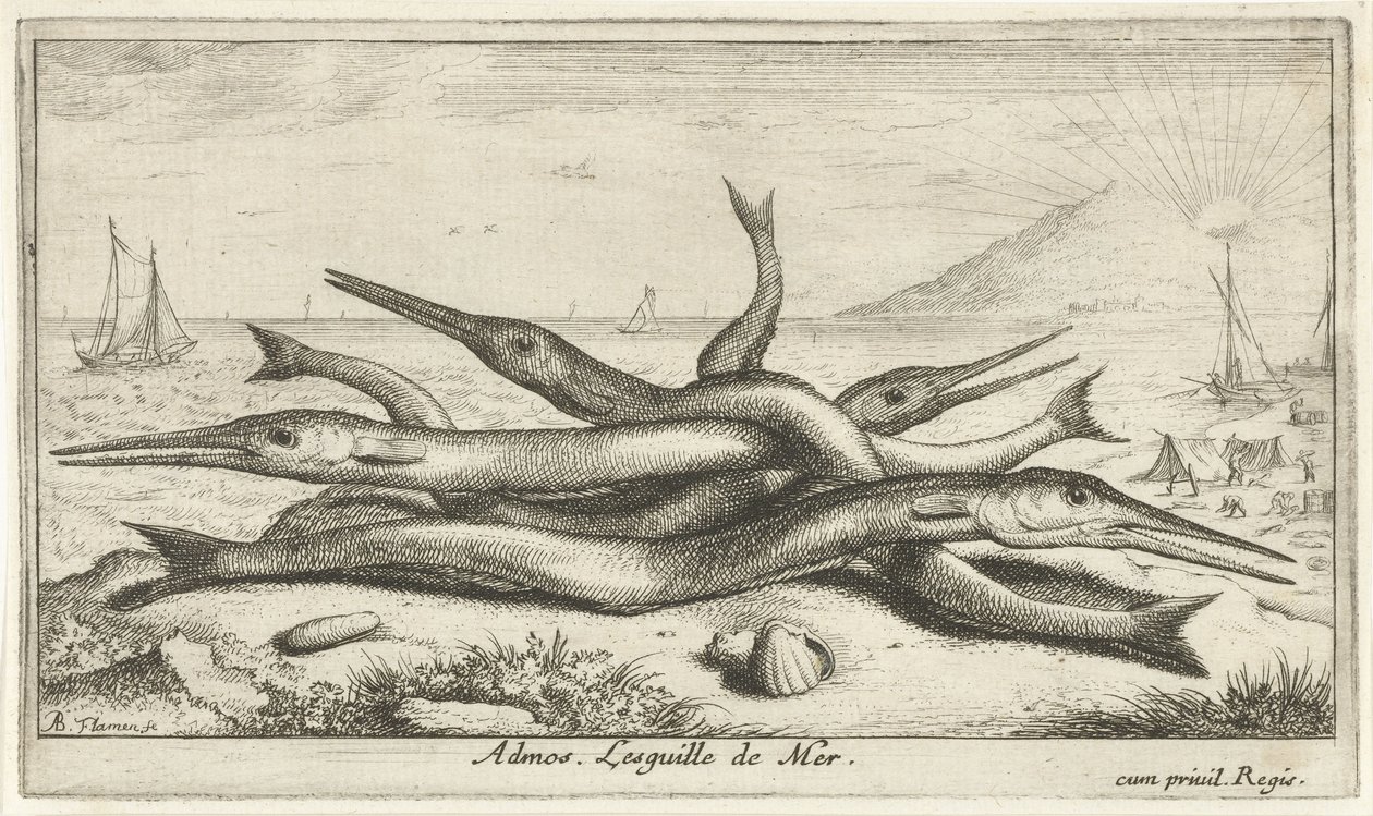 Festet på stranden Admos. Lesguille de Mer. (tittel på objekt) Fisk og andre sjødyr - saltvann tredje serie (serietittel) Poissons de mer (serietittel) av Albert Flamen