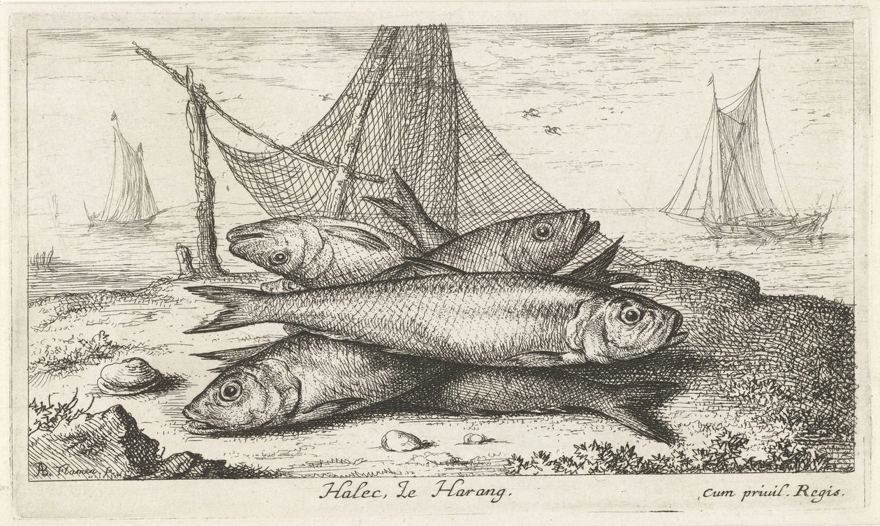Sild i et fiskegarn Halec, Le Harang. (tittel på objekt) Fisk og andre sjødyr - saltvanns andre serie (serietittel) Poissons de mer (serietittel) av Albert Flamen