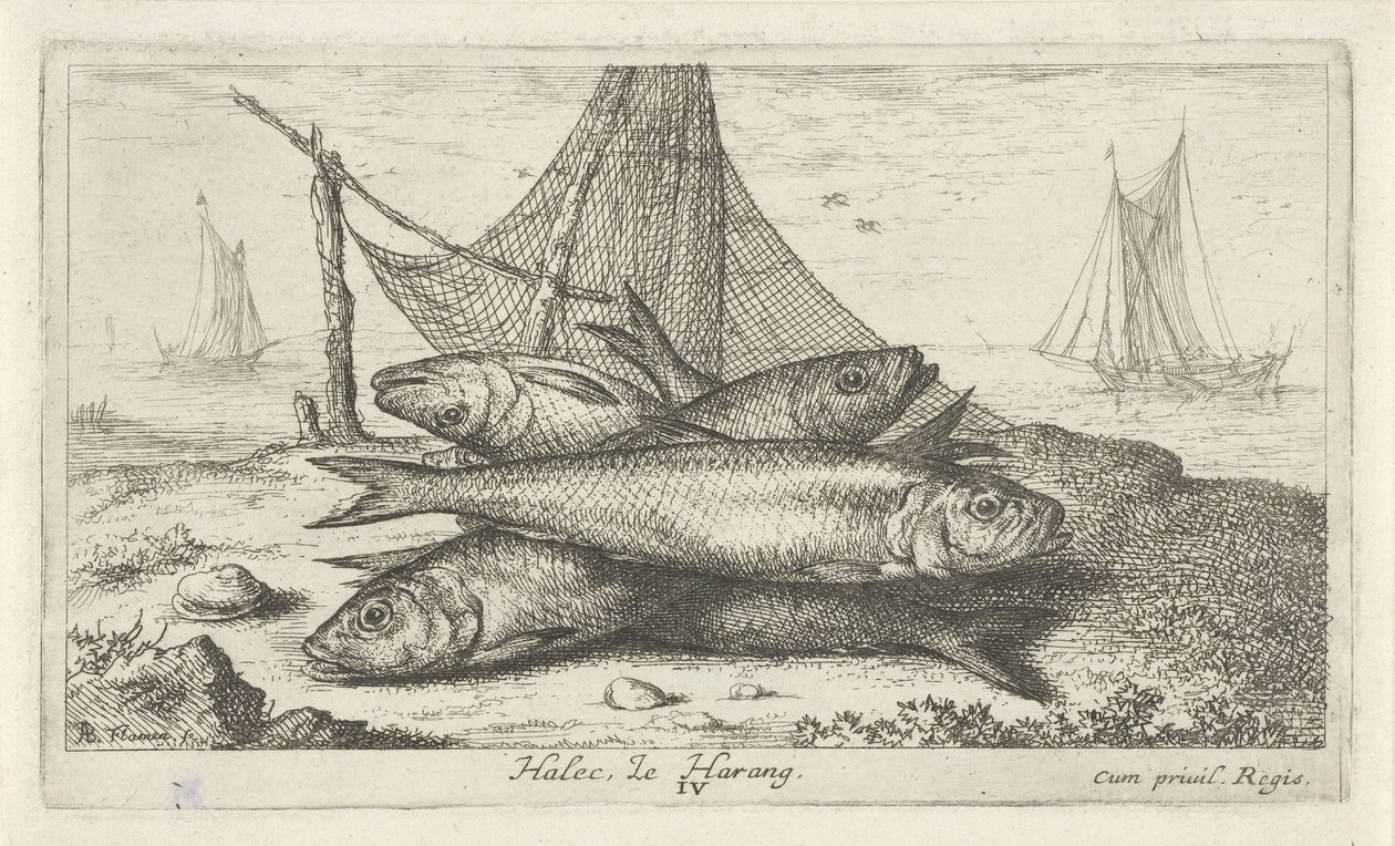 Sild i et fiskegarn Halec, Le Harang. (tittel på objekt) Fisk og andre sjødyr - saltvanns andre serie (serietittel) Poissons de mer (serietittel) av Albert Flamen