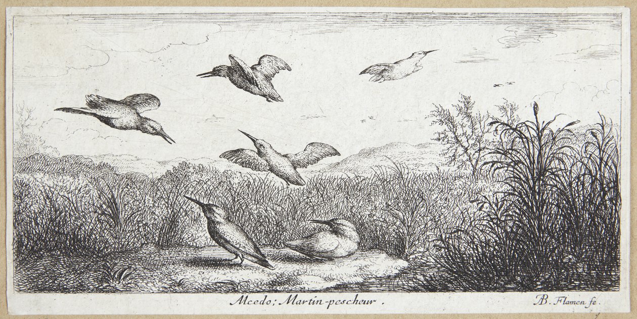 The Kingfisher (Alcedo) av Albert Flamen