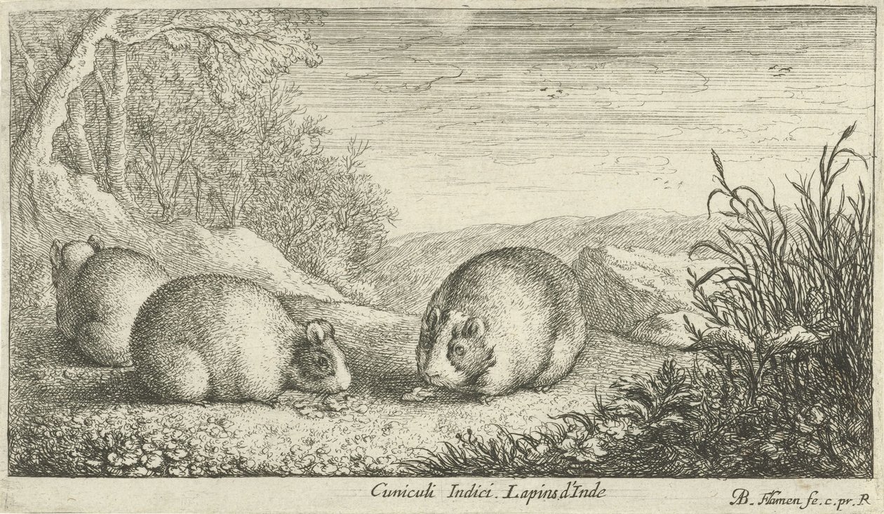 Gnagere Cuniculi Indici Lapins d'Inde (tittel på objekt) Ulike dyrearter (serietittel) av Albert Flamen