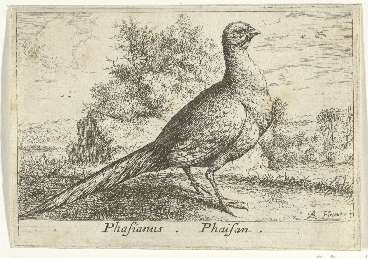 Landschap met fazant Fasan Fasan. (tittel på objekt) Tretten fugler (serietittel) Forskjellige fuglearter (serietittel) av Albert Flamen