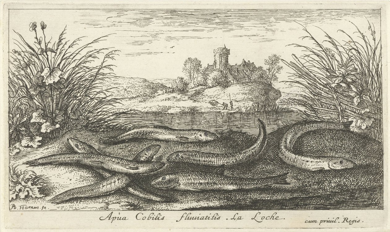 Loaches på en elvebredd Apua Cobitis fluuitilis. LaLoche. (tittel på objekt) Fisk og andre sjødyr - ferskvanns andre serie (serietittel) Seconde partie de Poissons d