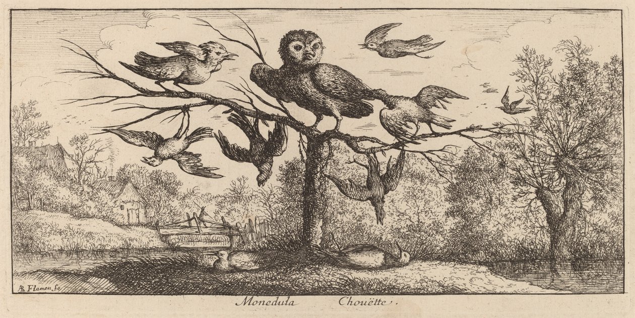 Monedula, Uglen av Albert Flamen