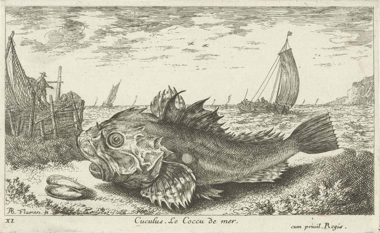 Poon på stranden Cuculus. Le Coccu de mer (tittel på objekt) Fisk og andre sjødyr - saltvanns første serie (serietittel) Diverse Especes de Poissons de mer (serietittel) av Albert Flamen