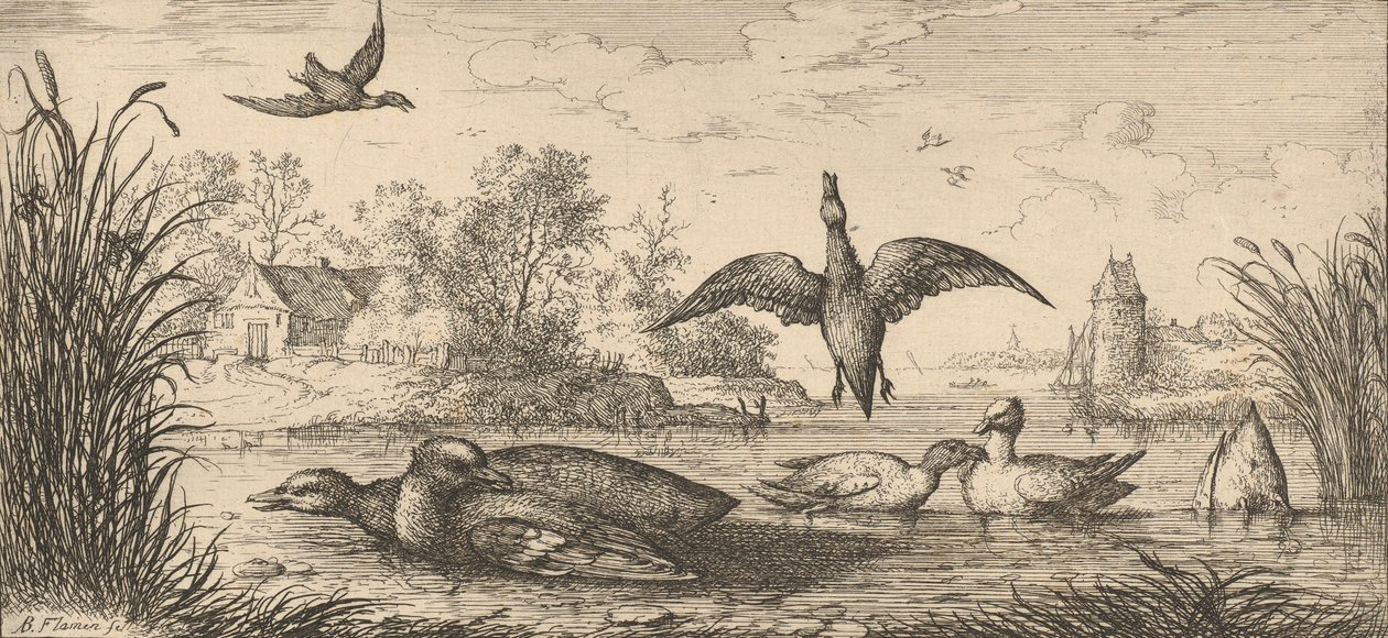 Querquedula, Cercelle The Teal: Livre d'Oyseaux Book of Birds, 1655-1660. av Albert Flamen