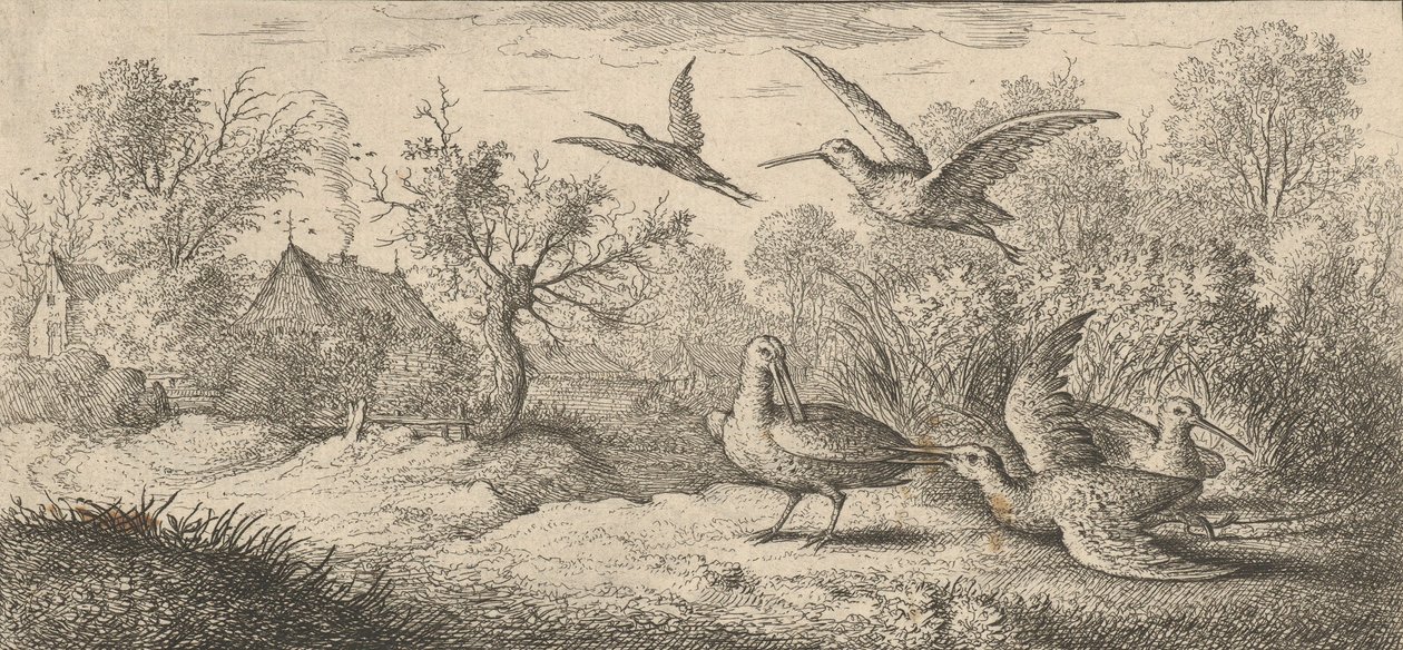 Rusticula, Beccasse The Woodcock: Livre d'Oyseaux Book of Birds, 1655-1660. av Albert Flamen