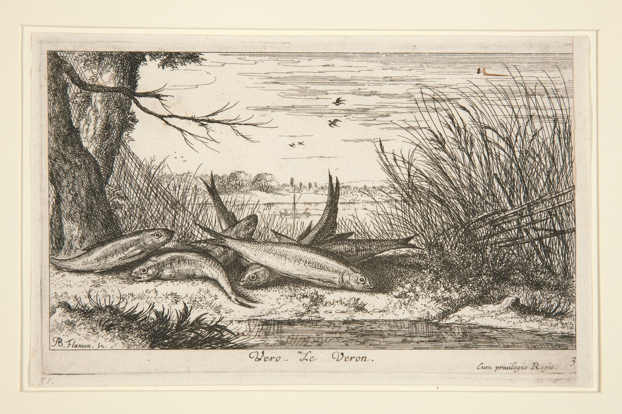 The Loach, fra den andre delen av Fresh Water Fish-serien. av Albert Flamen