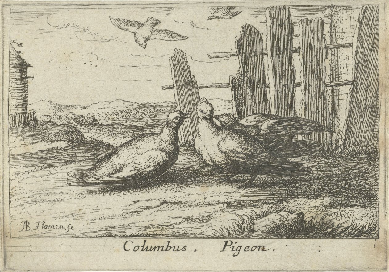 To duer ved et gjerde Columbus. Due. (tittel på objekt) Tretten fuglearter (serietittel) Diuersae Auium Specie (serietittel) av Albert Flamen
