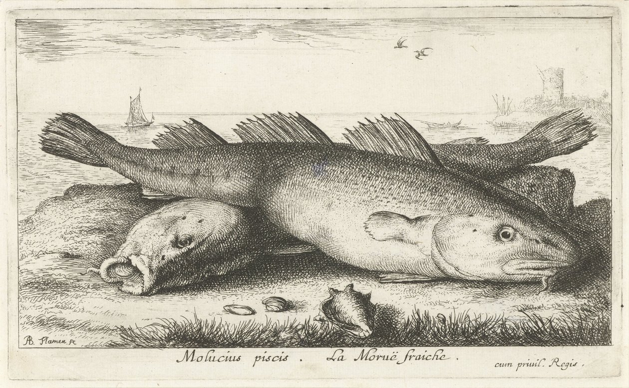 To torsker på stranden Molucius piscis. Le Morue Fraiche. (tittel på objekt) Fisk og andre sjødyr - saltvanns andre serie (serietittel) Poissons de mer (serietittel) av Albert Flamen