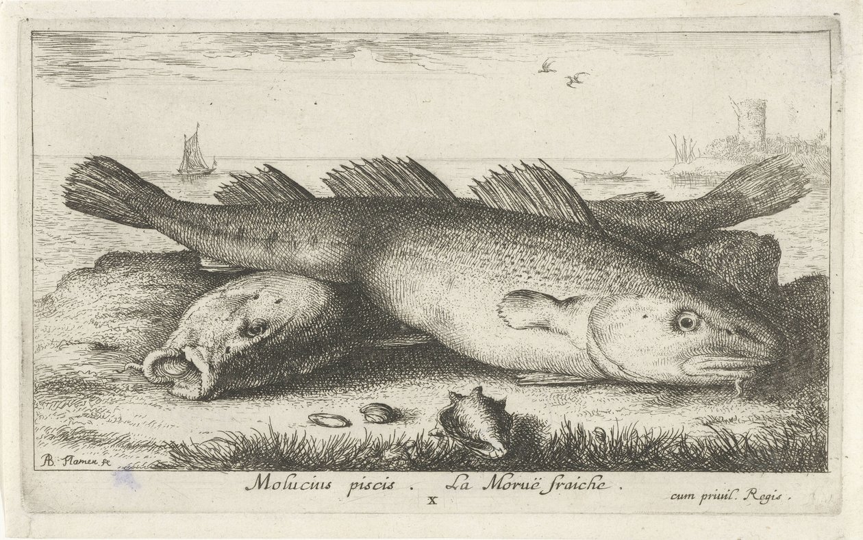 To torsker på stranden Molucius piscis. Le Morue Fraiche. (tittel på objekt) Fisk og andre sjødyr - saltvanns andre serie (serietittel) Poissons de mer (serietittel) av Albert Flamen