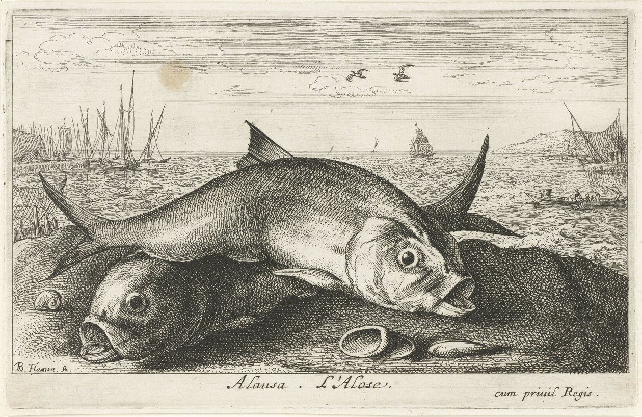 To maifisker på stranden Alausa. L'Alose (tittel på objekt) Fisk og andre sjødyr - saltvanns andre serie (serietittel) Poissons de mer (serietittel) av Albert Flamen