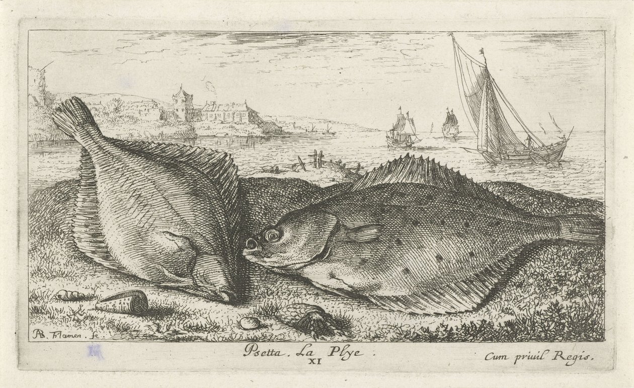To flatfisk på stranden psetta. La Plye. (tittel på objekt) Fisk og andre sjødyr - saltvanns andre serie (serietittel) Poissons de mer (serietittel) av Albert Flamen