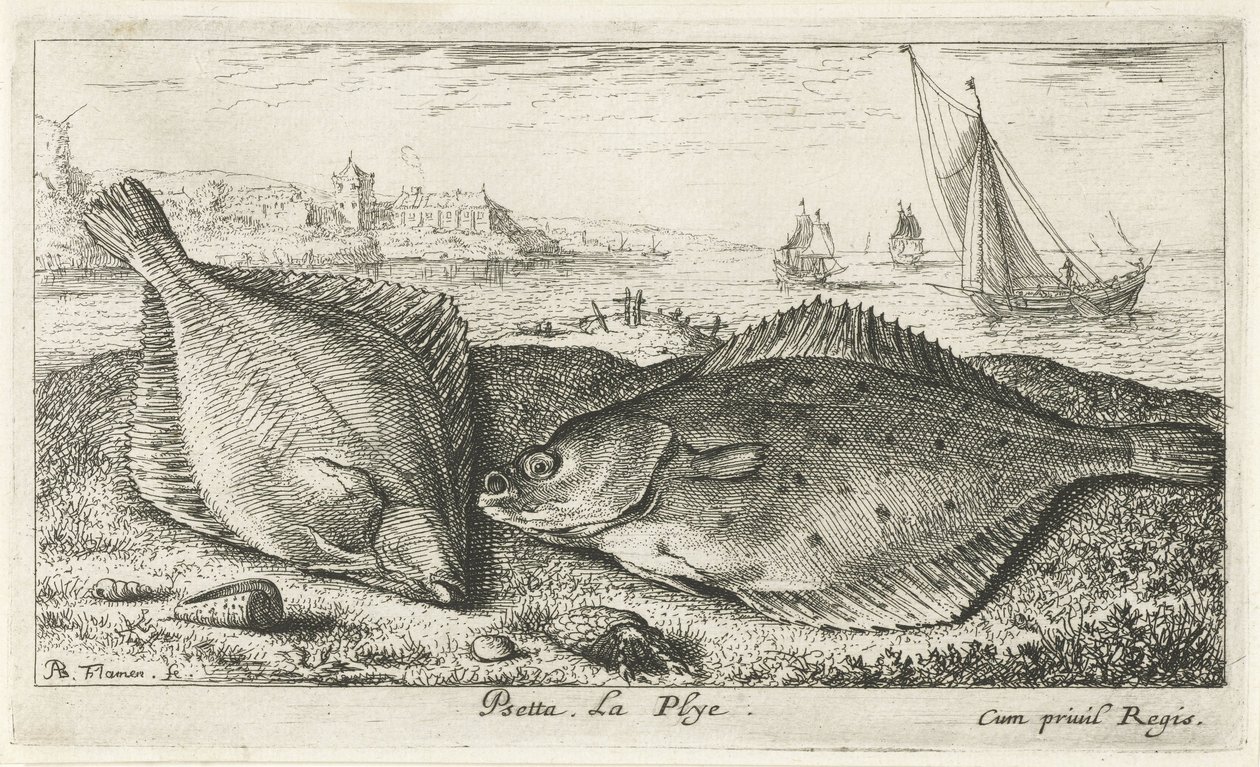 To flatfisk på stranden psetta. La Plye. (tittel på objekt) Fisk og andre sjødyr - saltvanns andre serie (serietittel) Poissons de mer (serietittel) av Albert Flamen