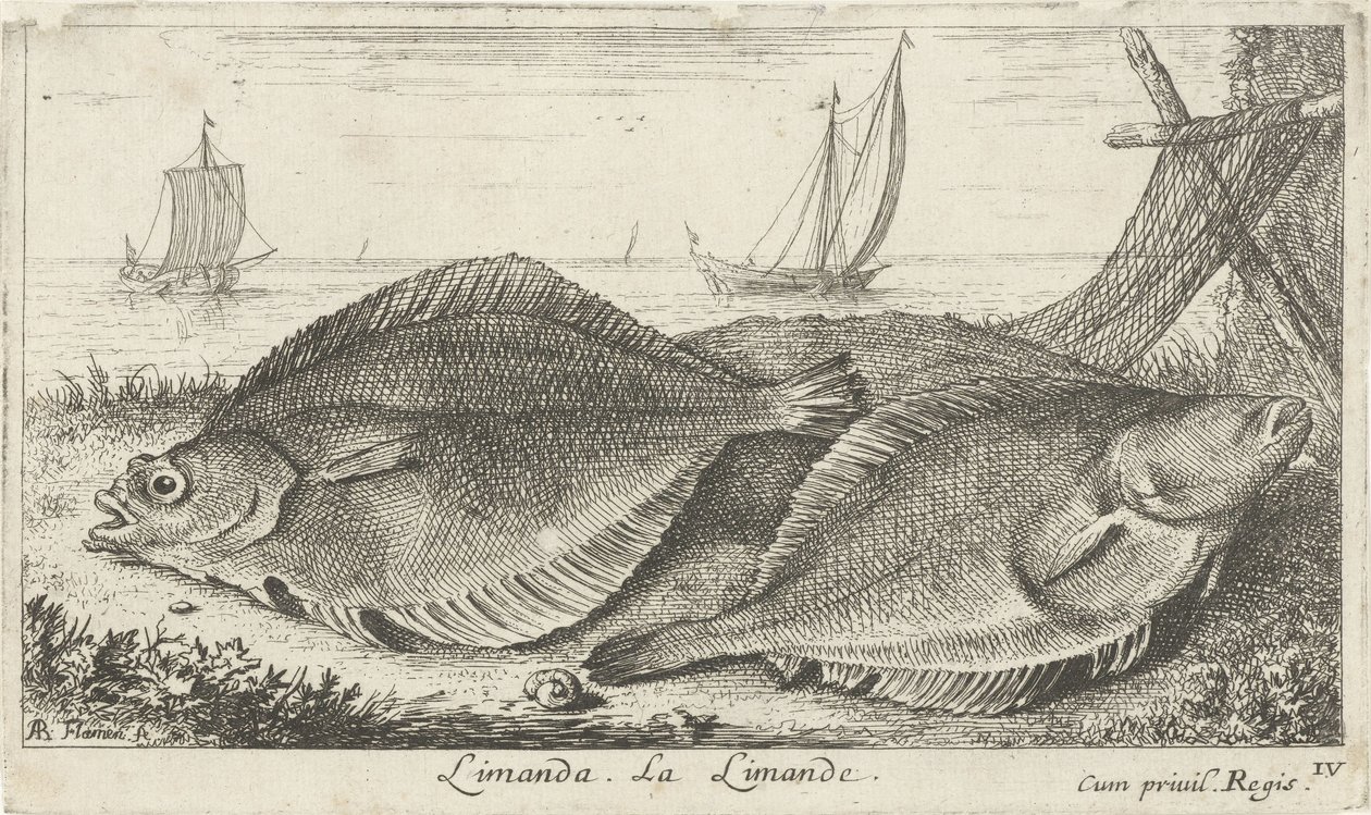 To dabber på stranden limanda. La Limande. (tittel på objekt) Fisk og andre sjødyr - saltvann tredje serie (serietittel) Poissons de mer (serietittel) av Albert Flamen
