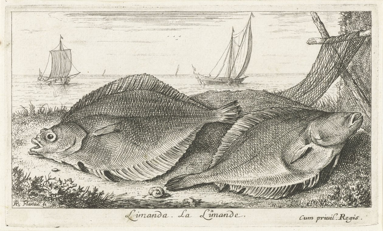 To dabber på stranden limanda. La Limande. (tittel på objekt) Fisk og andre sjødyr - saltvann tredje serie (serietittel) Poissons de mer (serietittel) av Albert Flamen