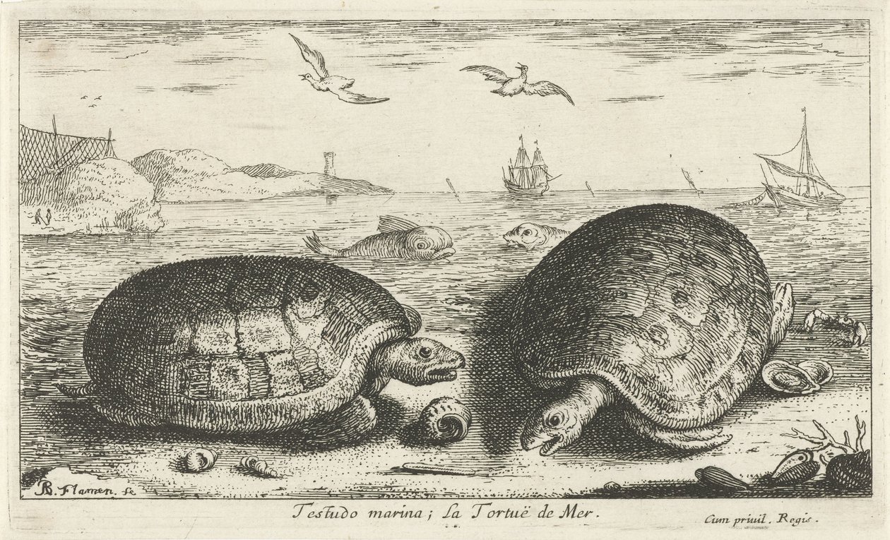 To skilpadder på stranden Testudo marina; La Tortuë de Mer (tittel på objekt) Fisk og andre sjødyr - saltvanns andre serie (serietittel) Poissons de mer (serietittel) av Albert Flamen