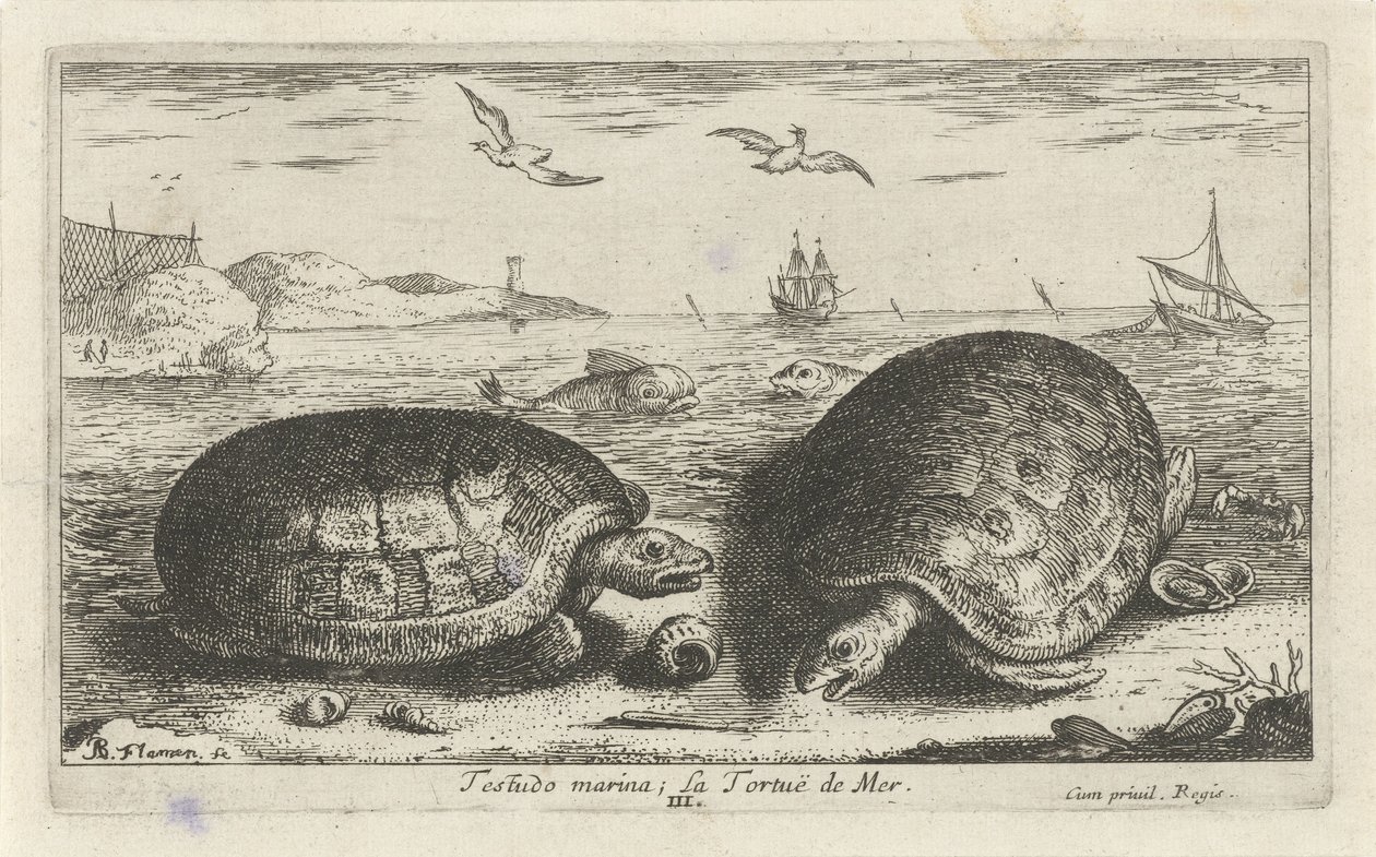 To skilpadder på stranden Testudo marina; La Tortuë de Mer (tittel på objekt) Fisk og andre sjødyr - saltvanns andre serie (serietittel) Poissons de mer (serietittel) av Albert Flamen