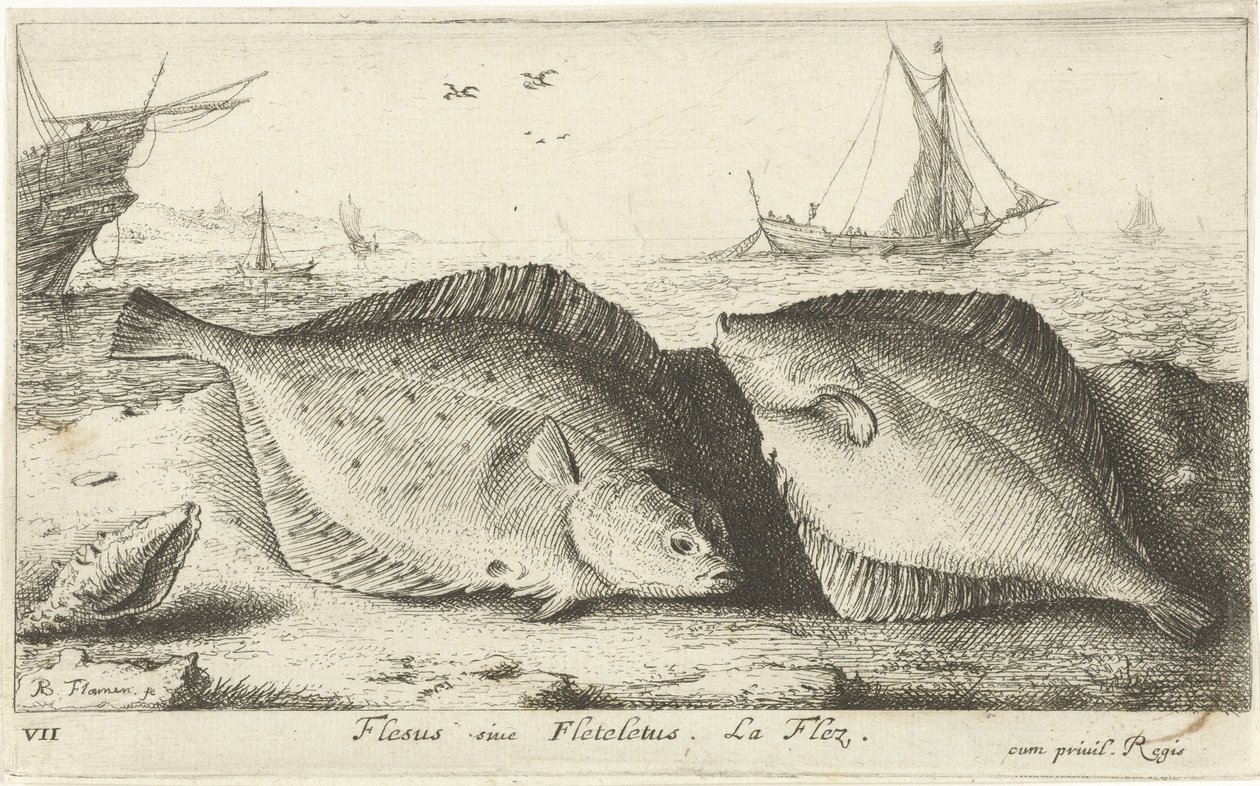 To rødspetter på stranden Flesus siue Fleteletus. La flez. (tittel på objekt) Fisk og andre sjødyr - saltvanns første serie (serietittel) Diverse Especes de Poissons de mer (serietittel) av Albert Flamen