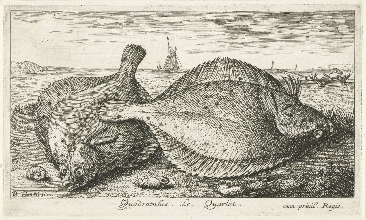 To rødspetter på stranden Quadratulus. LeQuarlet. (tittel på objekt) Fisk og andre sjødyr - saltvann tredje serie (serietittel) Poissons de mer (serietittel) av Albert Flamen