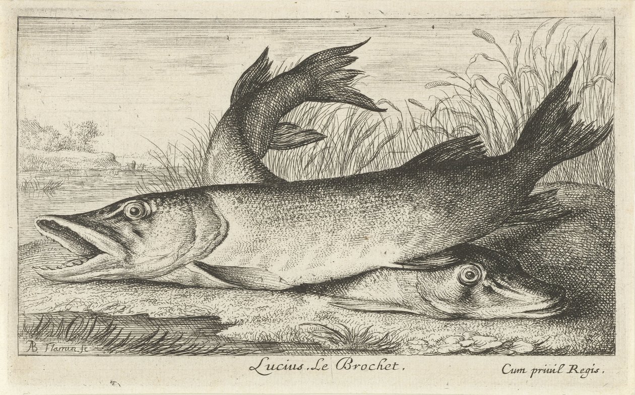To gjedder på en elvebredd Lucius. Le Brochet. (tittel på objekt) Fisk og andre sjødyr - ferskvanns første serie (serietittel) Diverse Especes de Poissons d