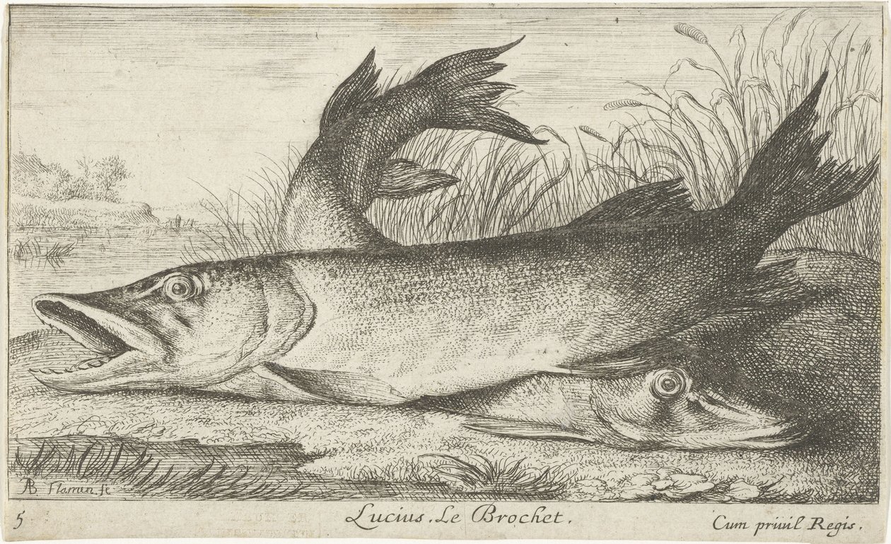 To gjedder på en elvebredd Lucius. Le Brochet. (tittel på objekt) Fisk og andre sjødyr - ferskvanns første serie (serietittel) Diverse Especes de Poissons d