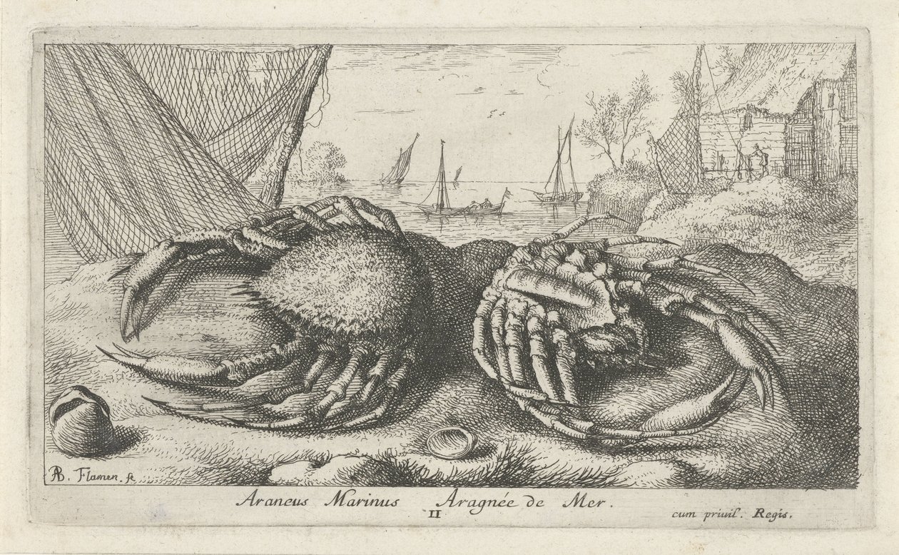 To edderkoppkrabber nær et fiskenett Araneus Marinus Aragnée de Mer (tittel på objekt) Fisk og andre sjødyr - saltvanns andre serie (serietittel) Poissons de mer (serietittel) av Albert Flamen