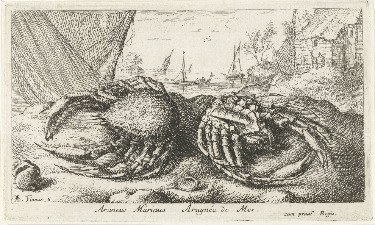 To edderkoppkrabber nær et fiskenett Araneus Marinus Aragnée de Mer (tittel på objekt) Fisk og andre sjødyr - saltvanns andre serie (serietittel) Poissons de mer (serietittel) av Albert Flamen