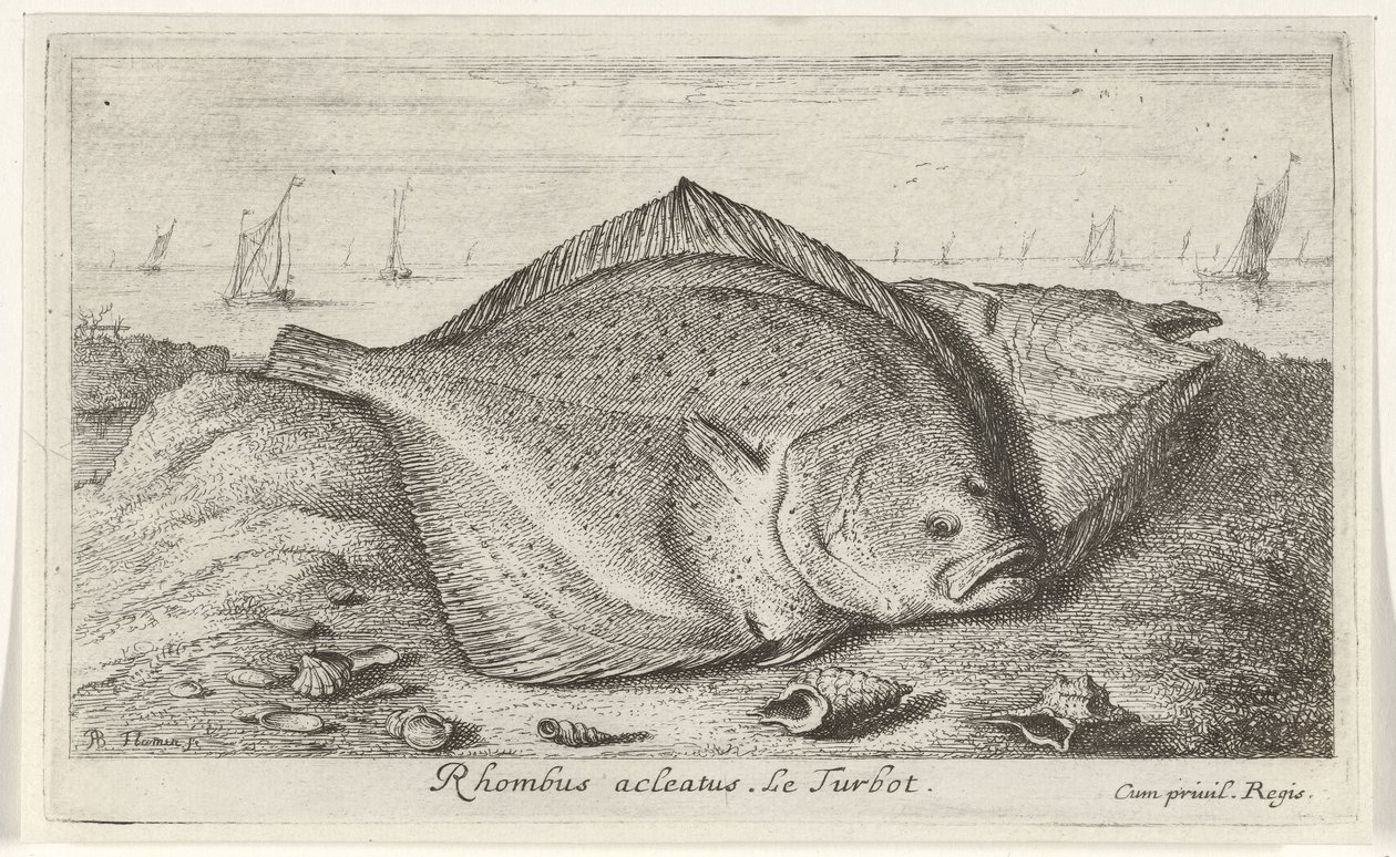 To piggvar på stranden Rhombus acleatus. Le Piggvar. (tittel på objekt) Fisk og andre sjødyr - saltvann tredje serie (serietittel) Poissons de mer (serietittel) av Albert Flamen