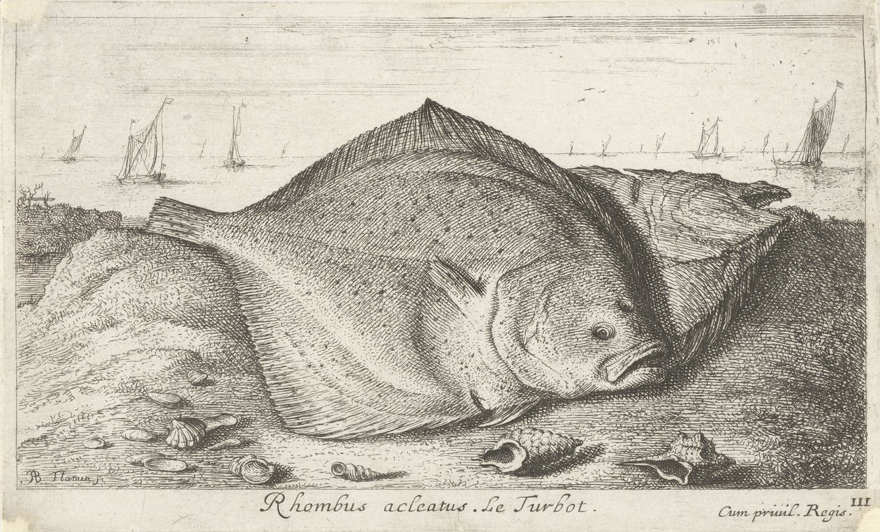 To piggvar på stranden Rhombus acleatus. Le Piggvar. (tittel på objekt) Fisk og andre sjødyr - saltvann tredje serie (serietittel) Poissons de mer (serietittel) av Albert Flamen