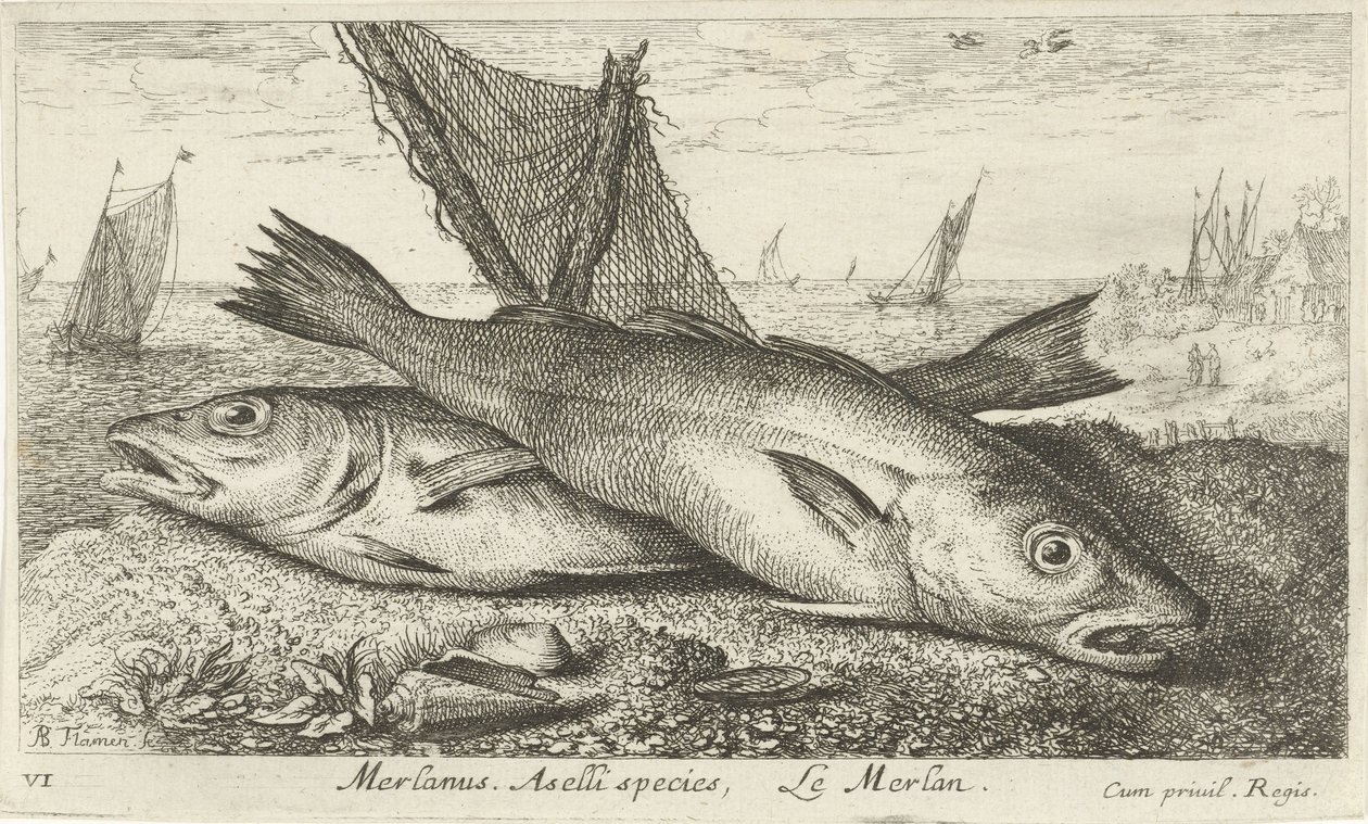 To hvittinger på stranden Merlanus. Aselli-art, Lemerlan. (tittel på objekt) Fisk og andre sjødyr - saltvanns første serie (serietittel) Diverse Especes de Poissons de mer (serietittel) av Albert Flamen