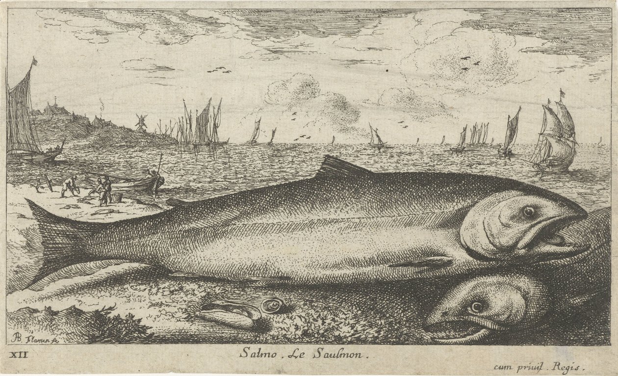 To laks på stranden Salmo. Le Saulmon (tittel på objekt) Fisk og andre sjødyr - saltvanns første serie (serietittel) Diverse Especes de Poissons de mer (serietittel) av Albert Flamen
