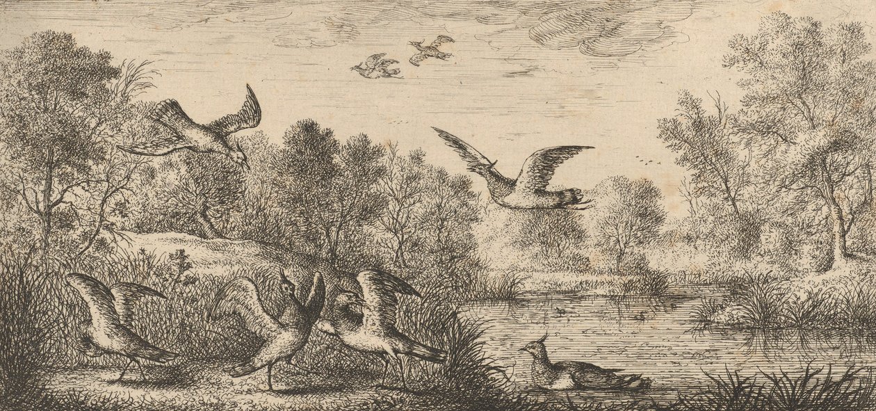 Vanellus, Vanneau The Lapwing: Livre d