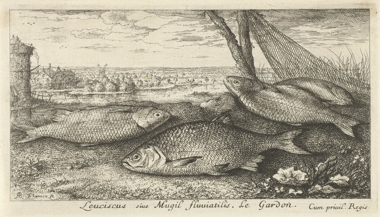 Fire mort i et fiskegarn Leuciscus siue Mugil fluuiatilus. Le Gardon. (tittel på objekt) Fisk og andre sjødyr - ferskvanns første serie (serietittel) Diverse Especes de Poissons d