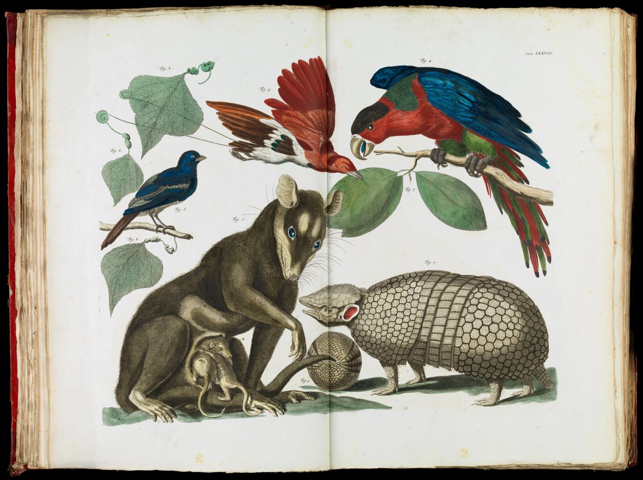Molucca Opossum, Didelphis molucca og Armadillo, Tolypeutes matacus av Albertus Seba
