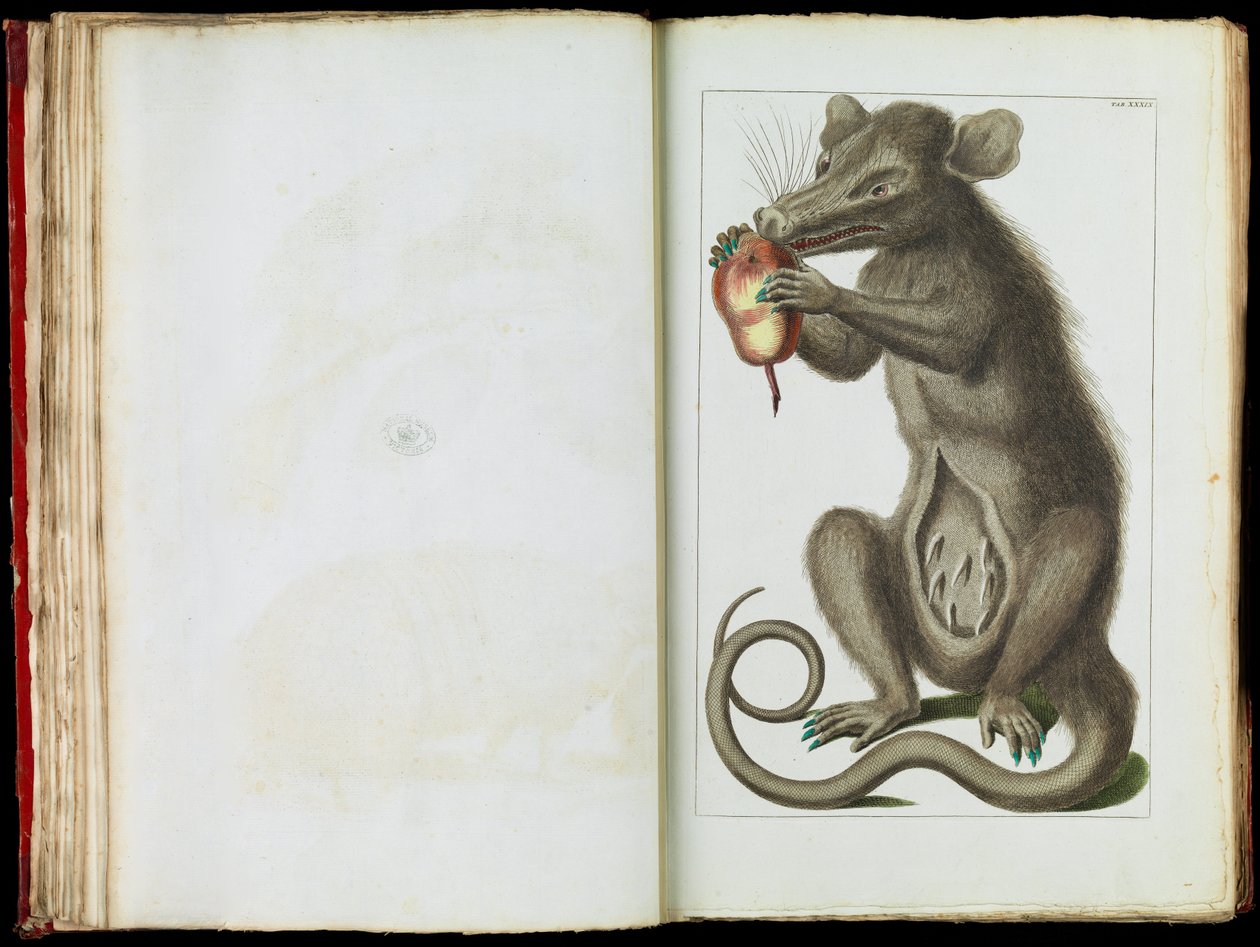 The Opossum, Didelphimorphia av Albertus Seba