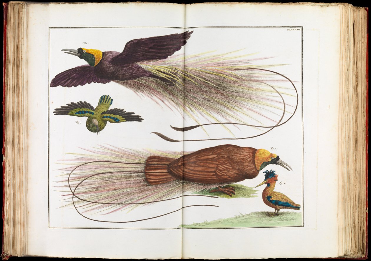 Paradisfugler, Paradisaeidae av Albertus Seba