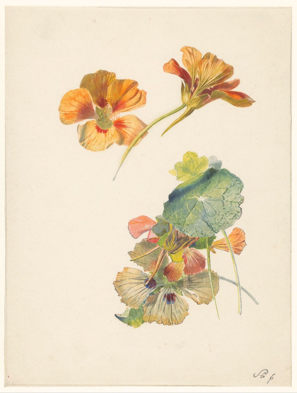 Studieark med nasturtiums av Albertus Steenbergen